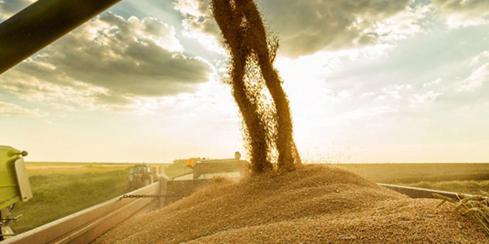 Καλλιέργεια_Σιταριού_3_