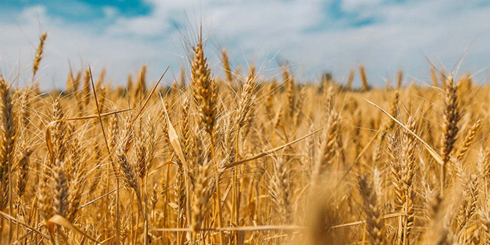 Καλλιέργεια_Σιταριού_4_