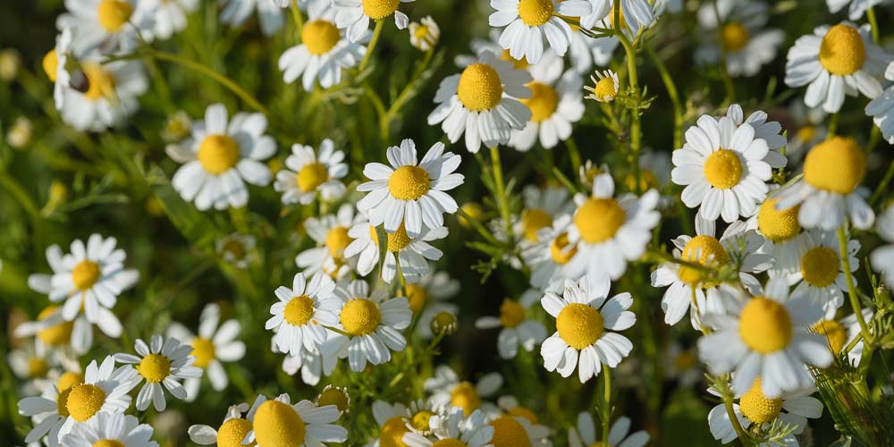 Καλλιέργεια_Χαμομήλι 03