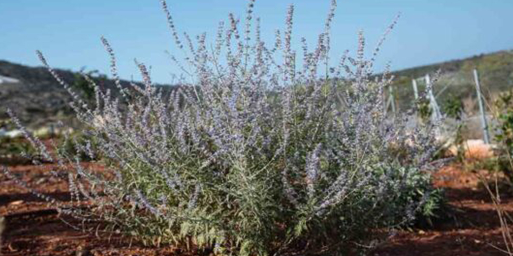 Καλλιέργεια_Χαμομηλιού 01_