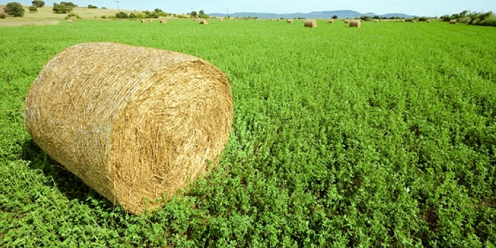 Καλλιέργεια_τριφυλλιού 01_