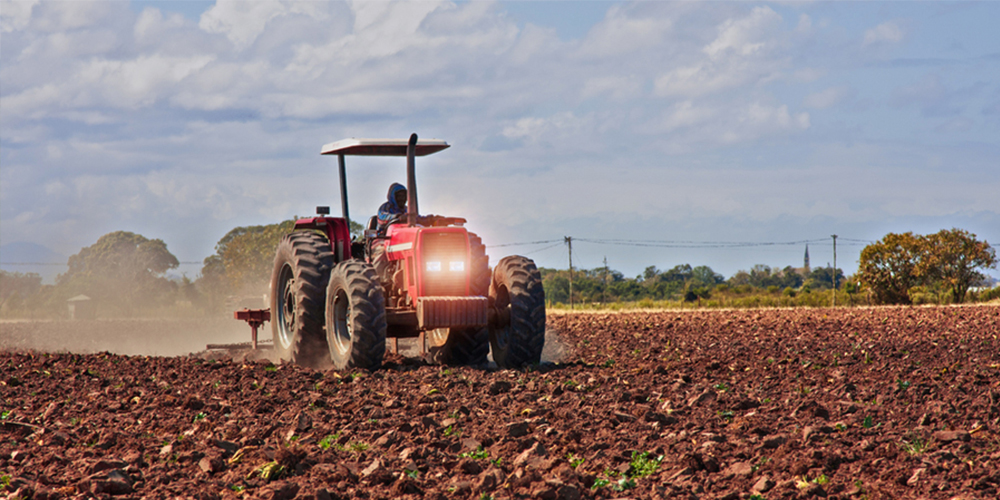 Καλλιέργεια_τριφυλλιού 02_