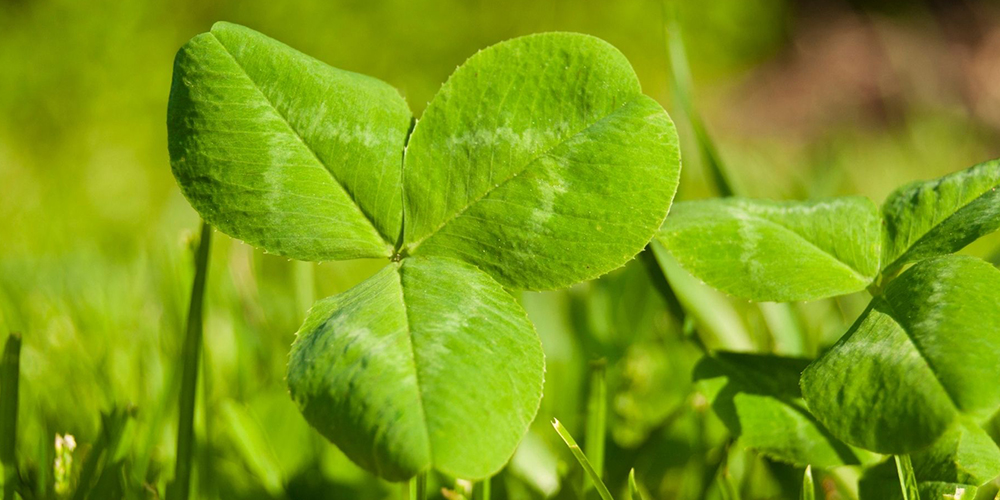 Καλλιέργεια_τριφυλλιού 03_