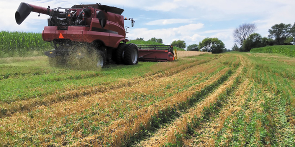 Καλλιέργεια_τριφυλλιού 04_