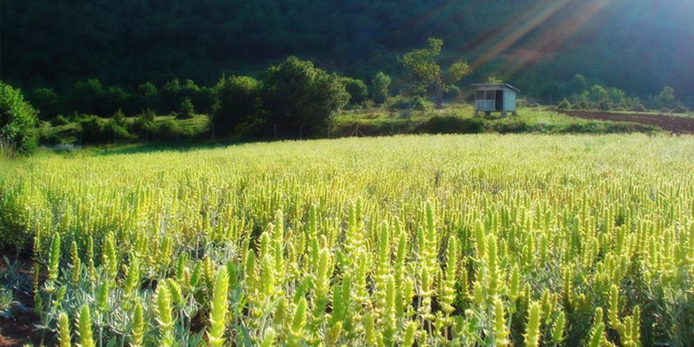 Τσάι_του_Βουνού-