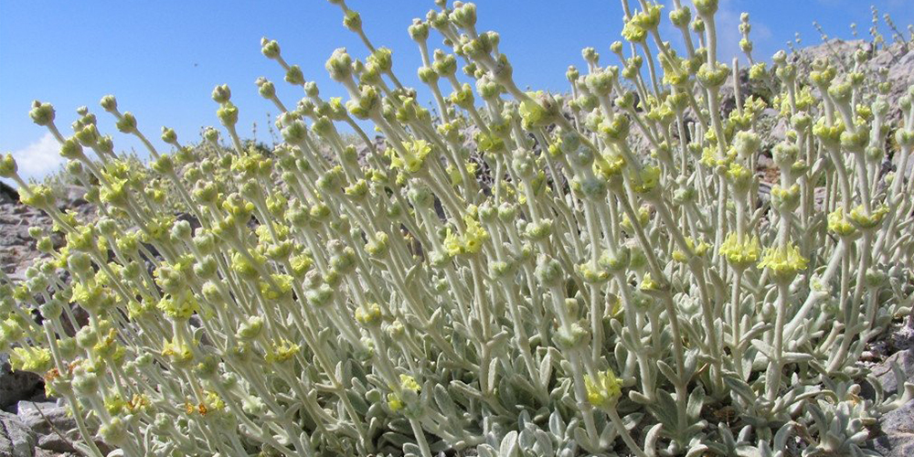 Τσάι_του_Βουνού 01_