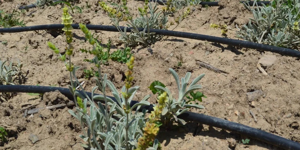 Τσάι_του_Βουνού 02_