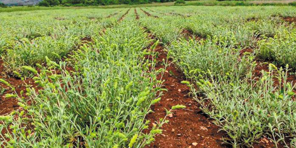 Τσάι_του_Βουνού 03_