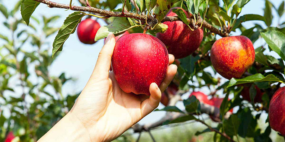 milo_kalliergeia-1-5