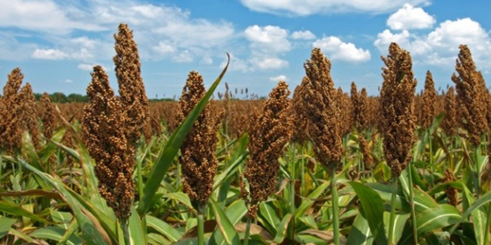 Σόργος_2_