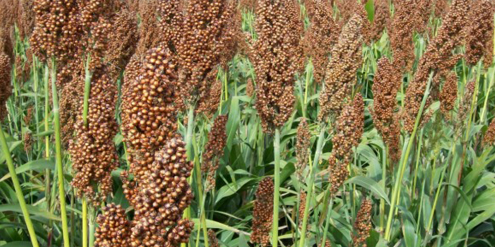 Σόργος_3_